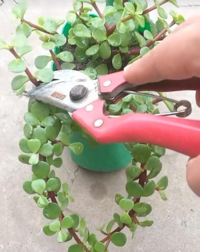 生长速度|养一盆金枝玉叶,一剪一扎,轻轻松松,变成值钱的“盆景”