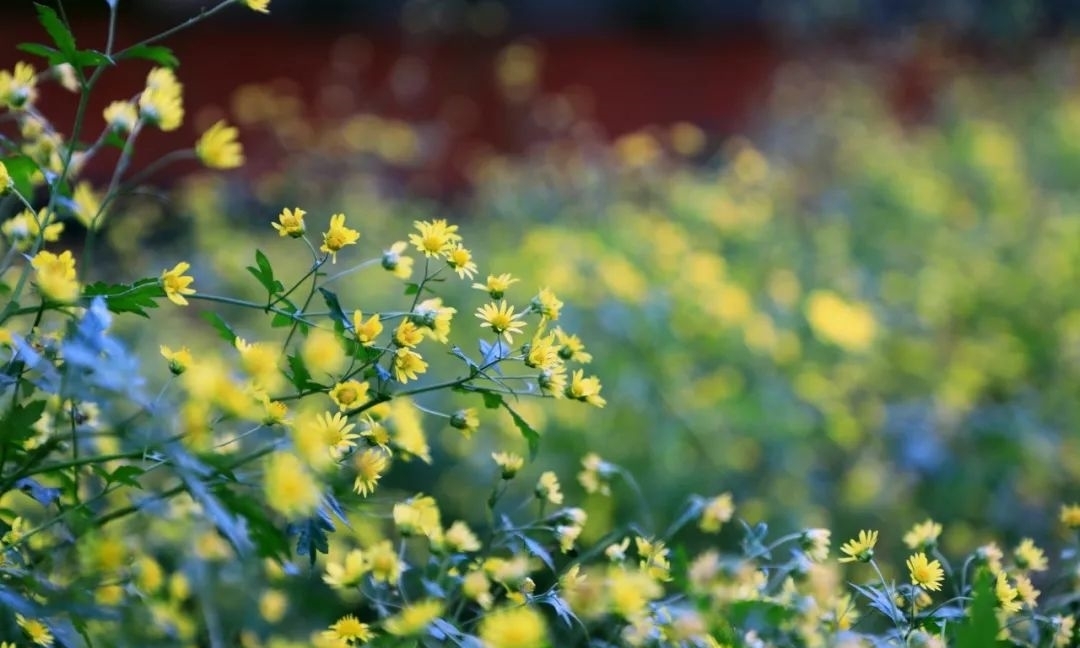 甘菊|野趣盎然 甘菊之美