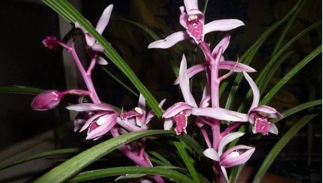 美过荷花，香过桂花，一年四季花开不断，连玫瑰都自愧不如