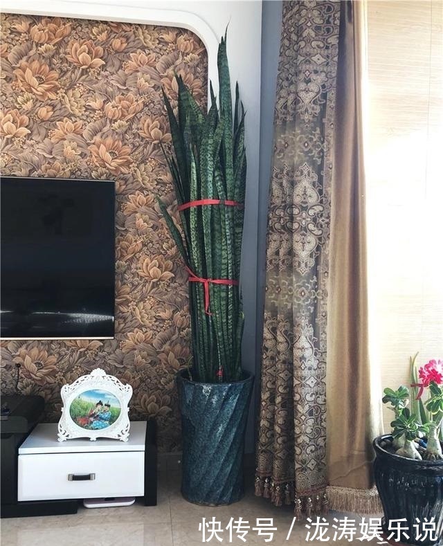 花盆|她养的虎皮兰,三年长到2米高,秘诀只有2个,花友虎皮兰巨无霸