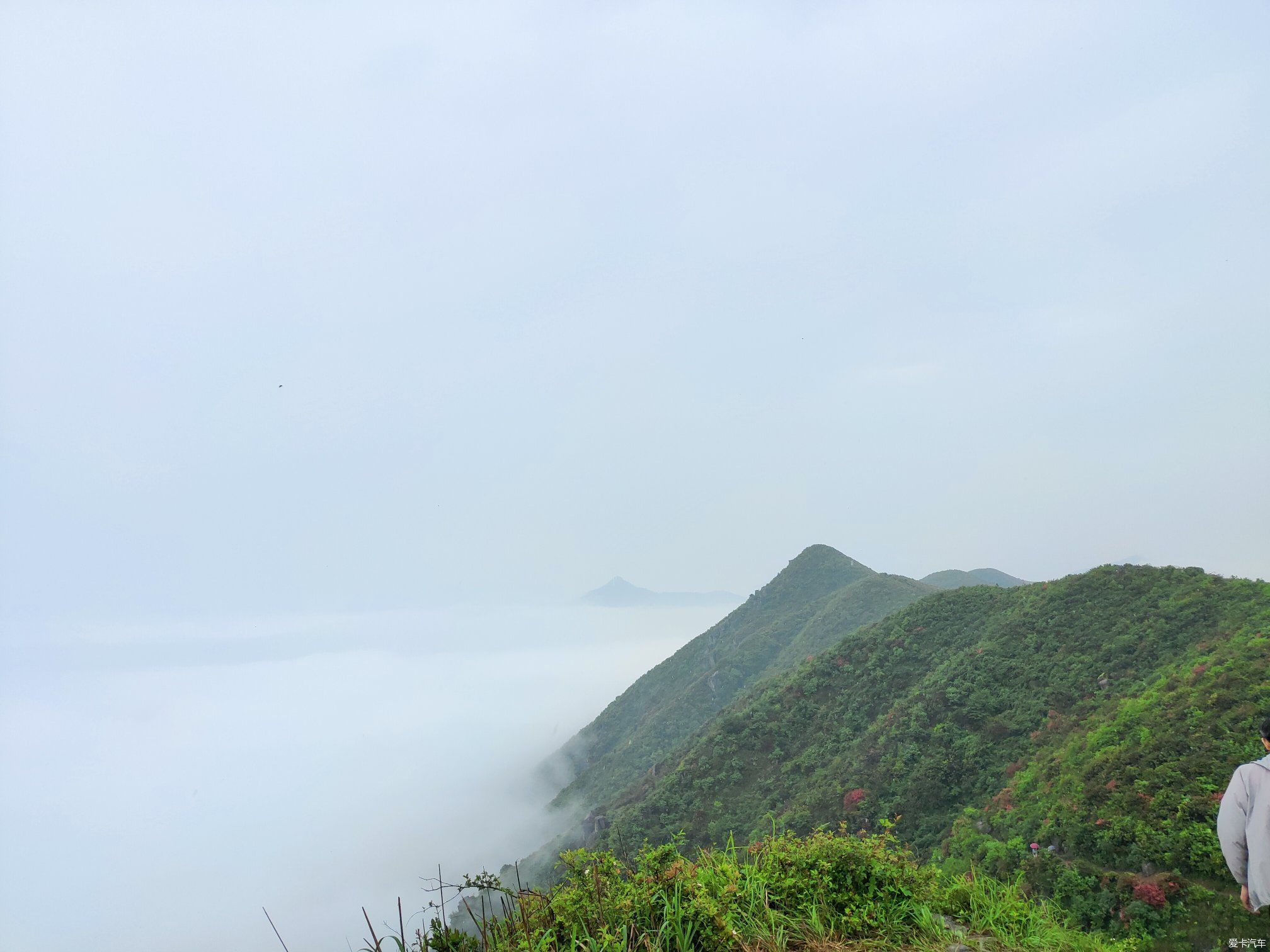 忙里再偷闲 升华山上看杜鹃