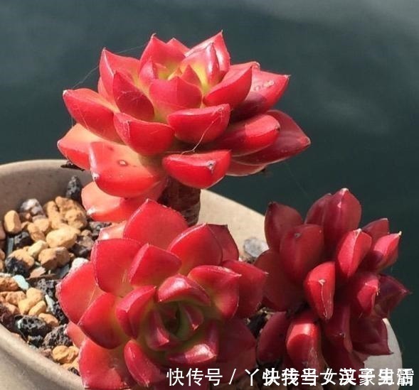 花友|原来可以把蒂亚“虐”这么红,4点掌握了,你养的蒂亚一样红!