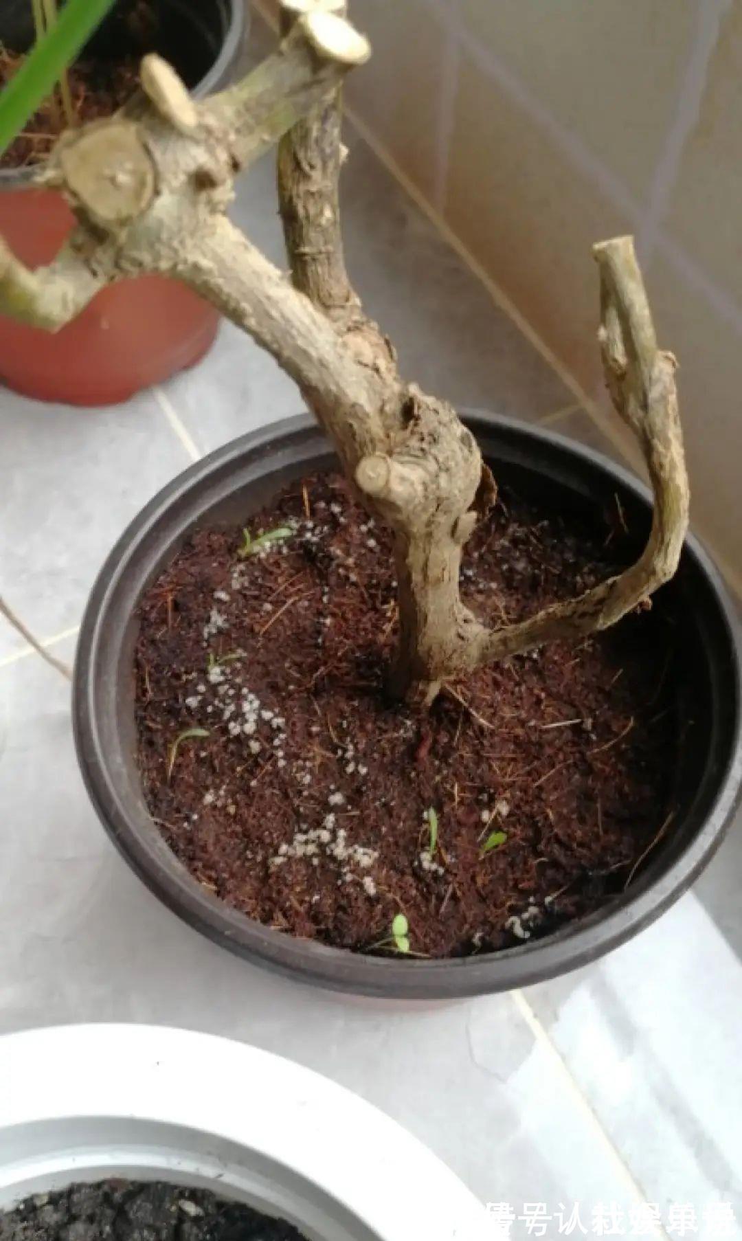 生石灰|养花技巧：花盆里出现这个，抓紧换盆，不然一浇水就死翘翘