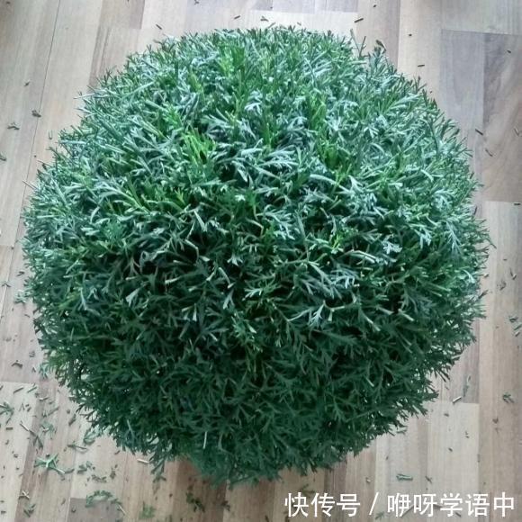 阳台上|3种“掐头花”,娇生惯养不成器,天天修理它,月月爆花球