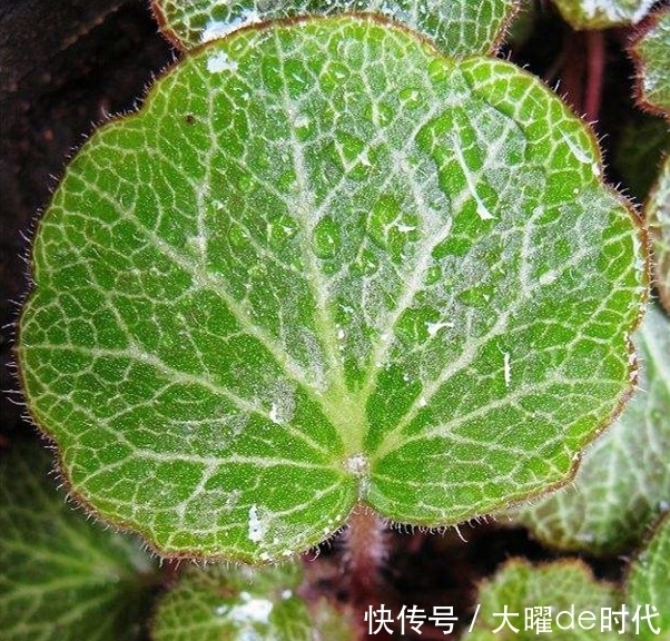小毒|潮湿坎壁上生长的这种植物,有小毒,却对化脓性中耳炎有疗效