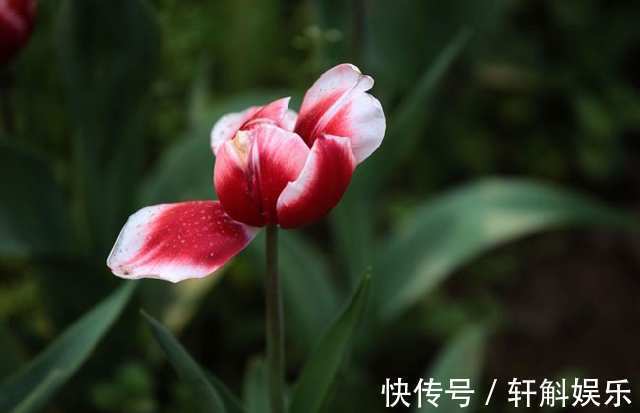 别看这些花草长得美,不要养在家里,“心眼”可坏啦