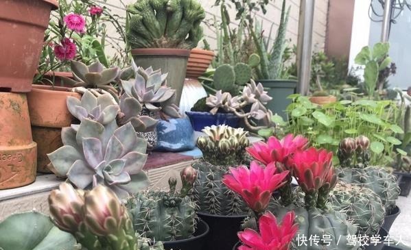 气温突降,养茉莉花、三角梅、仙人球,要狠心“剃光头”!