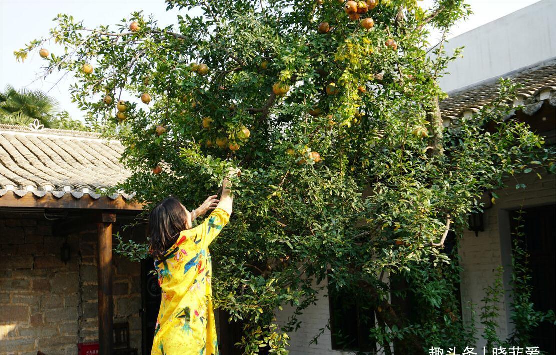 院子里适合种7种“镇宅树”,随便种一棵,“旺财添福”更旺家