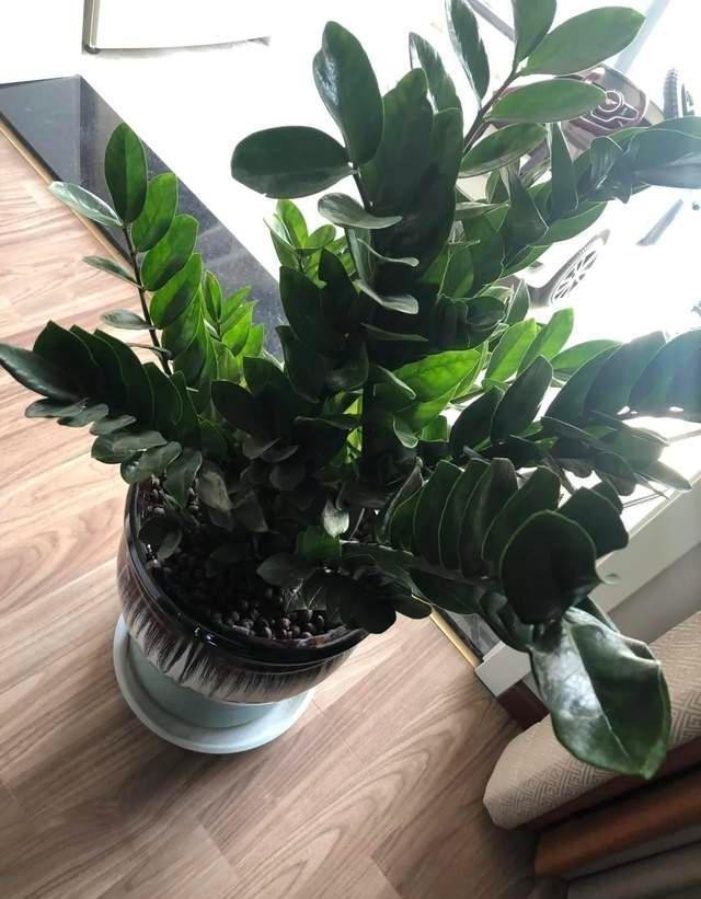 金钱|盆栽金钱树,记住“5句话”,叶子个个闪亮,萌芽更快!