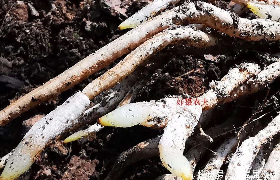 兰花快速生根有诀窍吗?兰友:照这4步操作,30天内就长新根