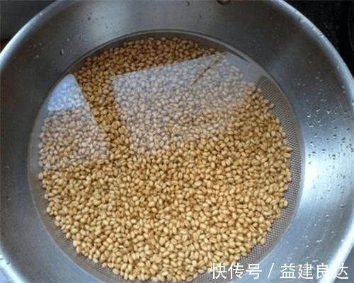 这么泡麦粒，一粒麦子一条鱼，还个个都是大板鲫