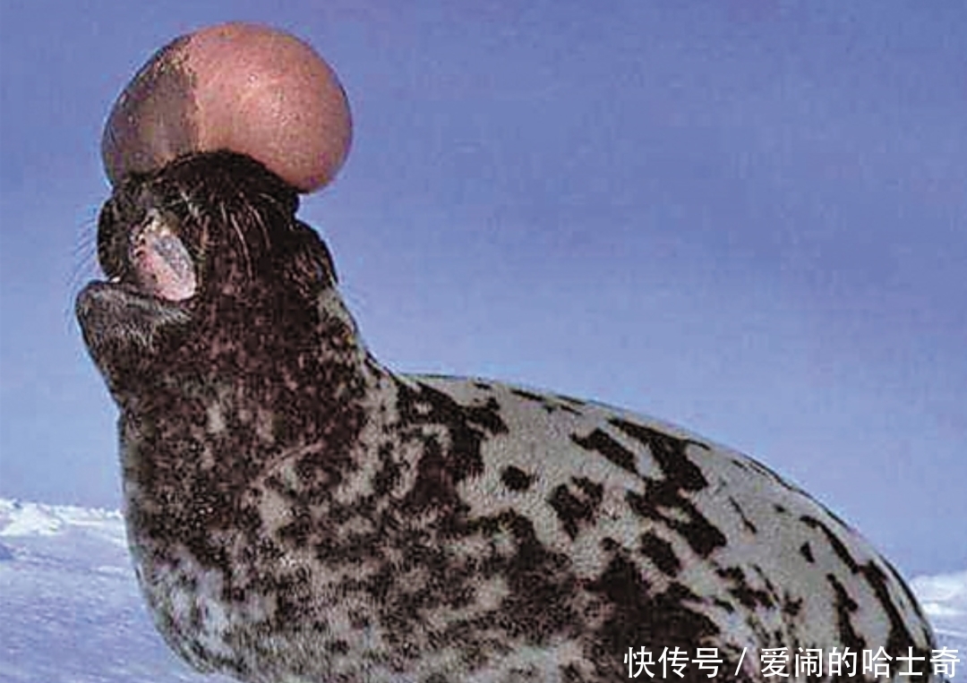 当全网都在催关晓彤给鹿晗庆生时,一场关乎全人类的灾难正悄然降临……