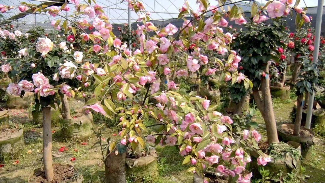 连片的山茶花灿若云霞，美如雪霜