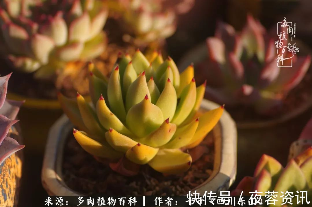 夏天|夏天日晒雨淋,秋老虎来势汹汹,你的多肉准备好逆袭了吗