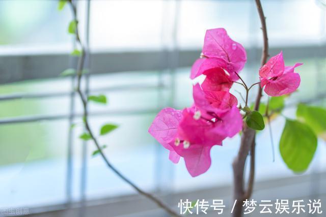 曝光封闭阳台养花的“黑名单”,养活难度大,该放弃就放弃