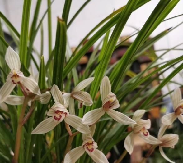 开花|养兰花,只要这“2点”做到位,叶子翠绿花剑多,开花旺盛不腐烂