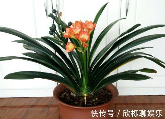 根系|兰花、君子兰最喜欢这种“废物”，配土加一点，大白根挤满盆