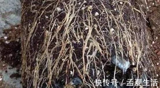 旺盛|这些“硬”东西埋在花盆里,从不烂根,越养越旺盛