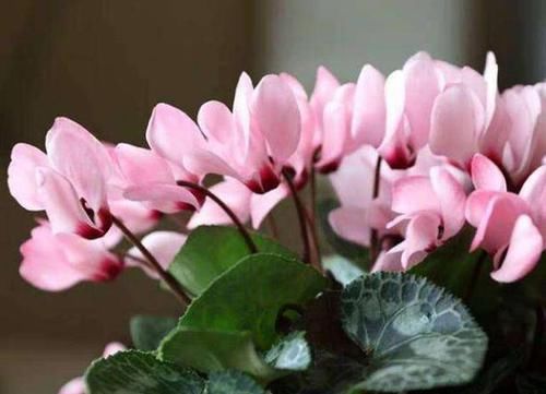 记住|仙客来买回家,记住1少、2多、2不,花苞一串接一串