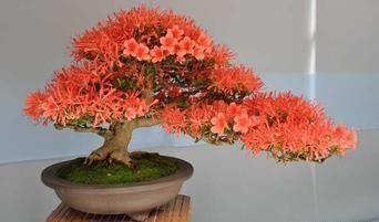 种花|这“三种花”遇水就疯长,越养越“贵气”,古代大户人家最爱养