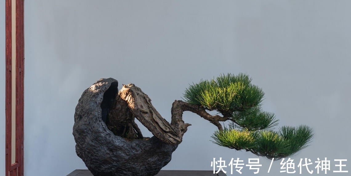 盆景|三招教会你,让树桩快速发芽成活,方法简单,一看就会