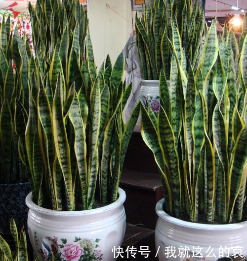 虎皮兰“僵住了”死活不长个,3个“舒服法”,新芽新叶嗖嗖冒!