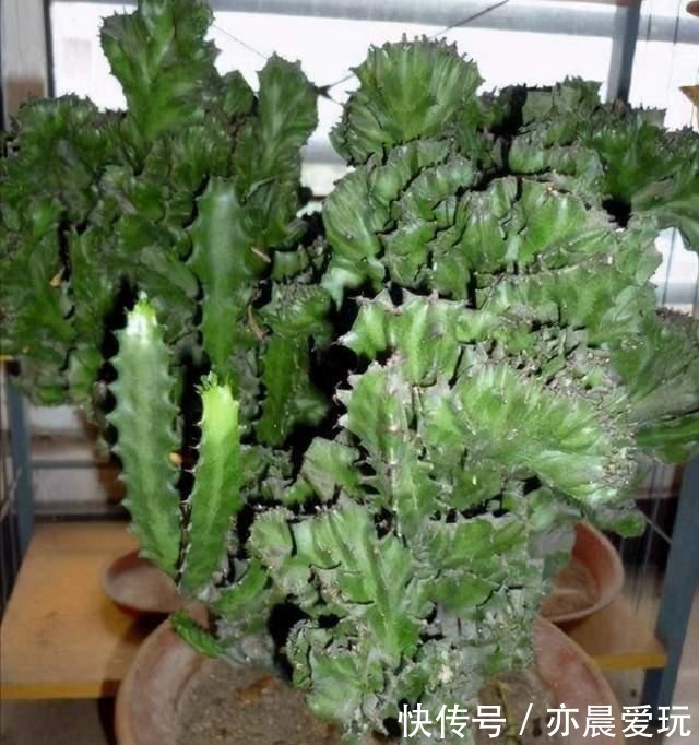 郁郁葱葱|三种“麒麟类”观赏盆栽,想养出郁郁葱葱的状态,你需要这样做