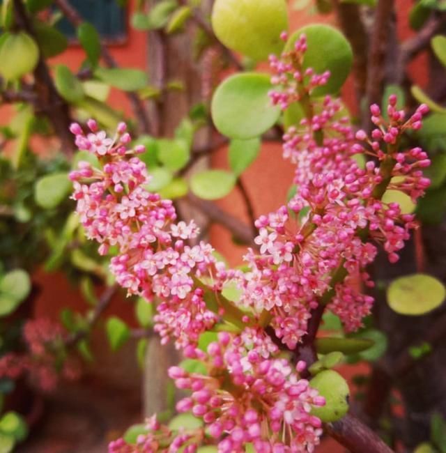 花卉|养这“2种”树,能成“老桩”,越养殖越好看,而且“价格高”