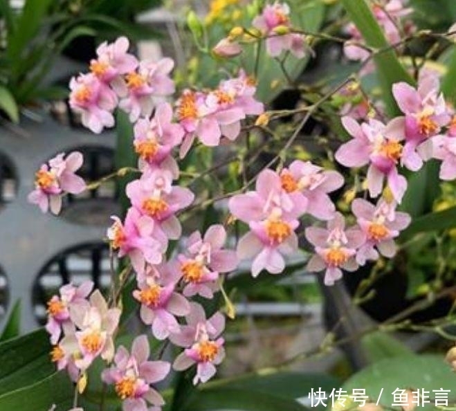 4款艳美的花卉,花大色艳花期长,开花就爆盆,不易生病好养护