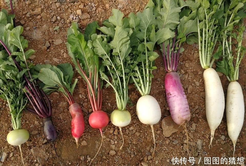 图片来源网络|买萝卜的时这种叶子很少有人要,却是种天然野菜,一斤能卖20元