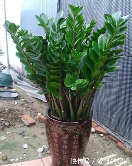 秋天养盆金钱树,牢记4个要点,枝繁叶茂不黄叶,大气美观惹人爱