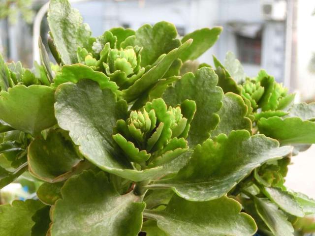 长寿花又是一季疯长花苞时,天天淋雨温度低,如何达到催花效果