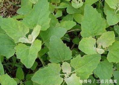 不知|农村街边常见的一种野草,不知其药用和营养价值极高,一斤卖20
