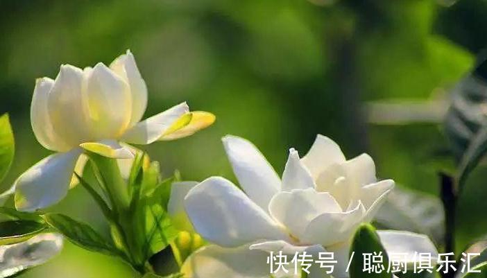 此些植物都不能错过,此时开花正艳,您都喜欢吗