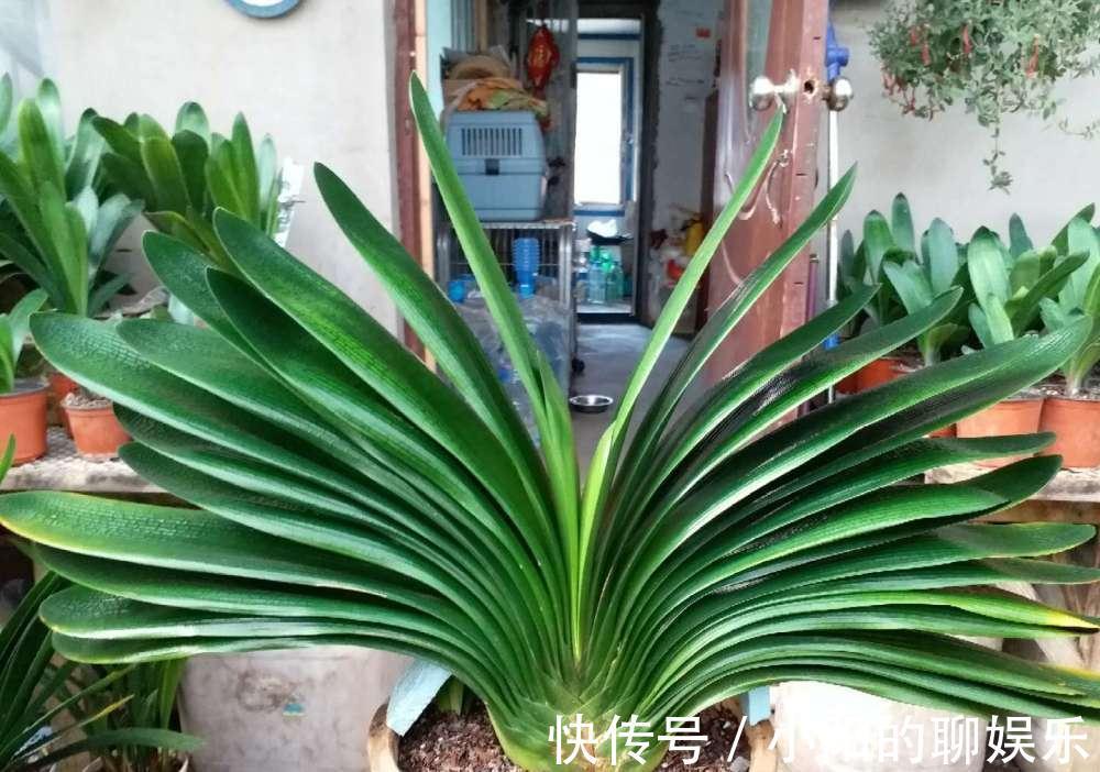 “寿命长”的11种花，好养寓意好，越养越值钱