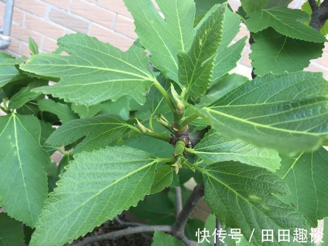 无花果快挂果了，有“2件事”别忘做，果子不止多一倍，甜度高
