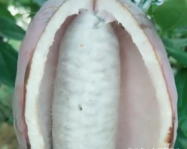 两用|农村漫山遍野的“它”是一种药食两用的水果,一斤20元需订购