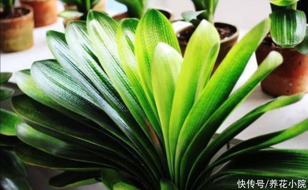 君子兰|秋天养君子兰，用上2种肥，植株长得旺，利于抽箭开花