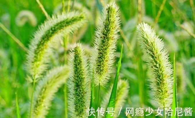 果实|怀揣一颗草木闲情，徜徉于花开花落间