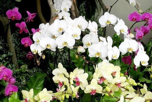 轻松|如何避免盆栽土结块现象摸清2点病因,随便学1招就能轻松搞定