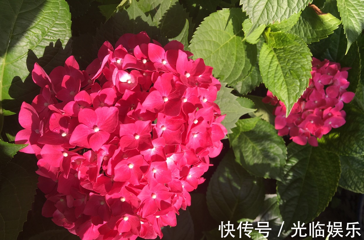 扦插绣球花很简单,“3步”就扦插活,长根发芽快,阳台一片花海