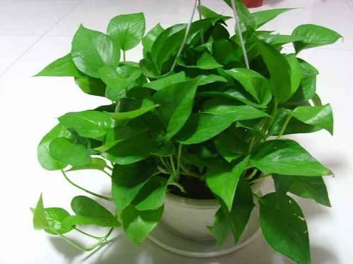 绿萝|4种花,不喜欢阳光,家中光照不足,照样枝繁叶茂,开花爆盆