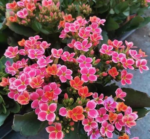 蟹爪兰|八月适合入手“6种花”，好养又漂亮，天气转凉更利于开花