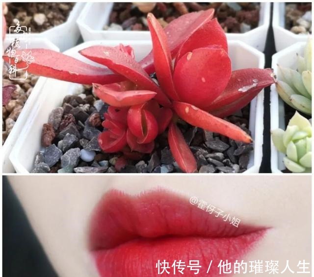 质地|论口红与多肉要不要这么搭！你发现了吗！
