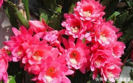 新手养花,就养花中精品,次次开花都爆盆,花大如碗!