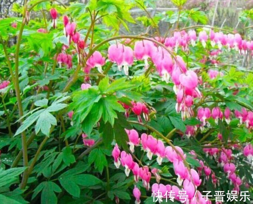 九里香|4种漂亮花,花朵多又艳,一开就是300多天,一盆开花上百朵