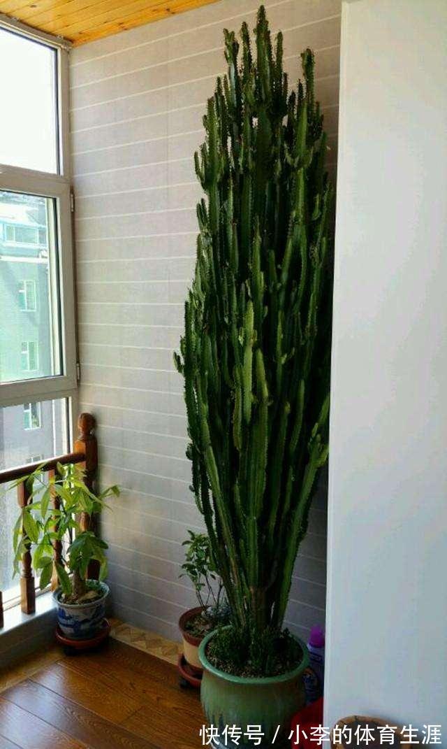 龙骨|9种花好养又吉祥,却是“穷苦命”,小盆少水多晒晒,反而长得旺