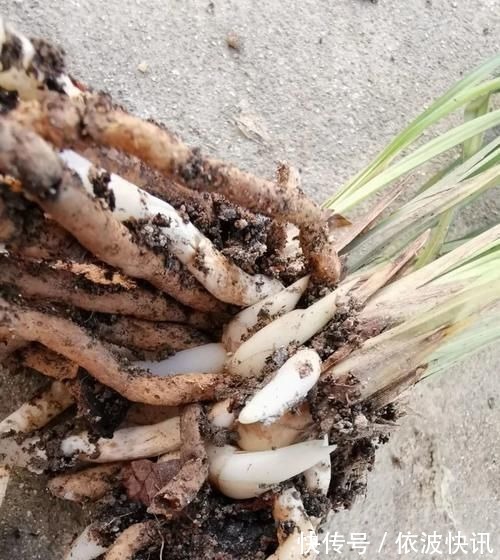 兰友|营养土的自制方法,兰友说:这样就简单了,明天开始做