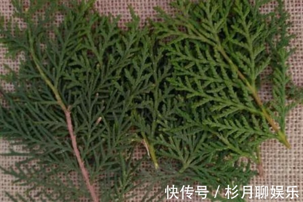 树叶|有了白发别花冤枉钱,一片树叶轻松解决,还你一头乌黑亮丽秀发!