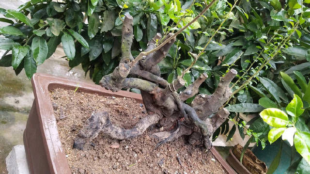 一本丛林金弹子盆景长得好慢,好久才能成型,玩盆景就该有耐心